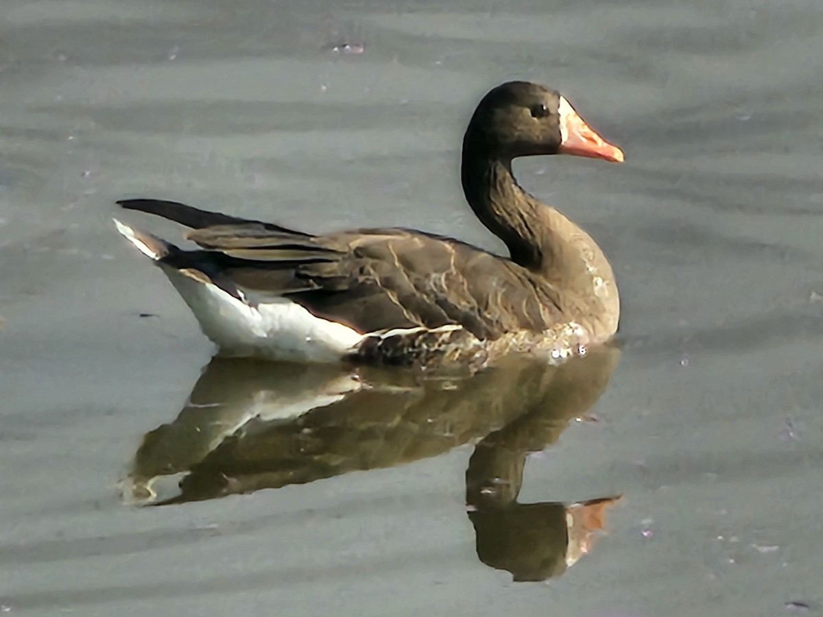 Ánsar Careto - ML647809950