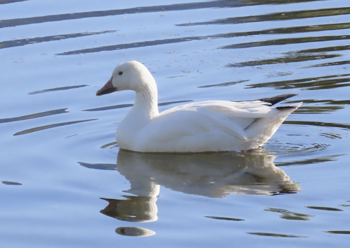 Ánsar Nival - ML647809951