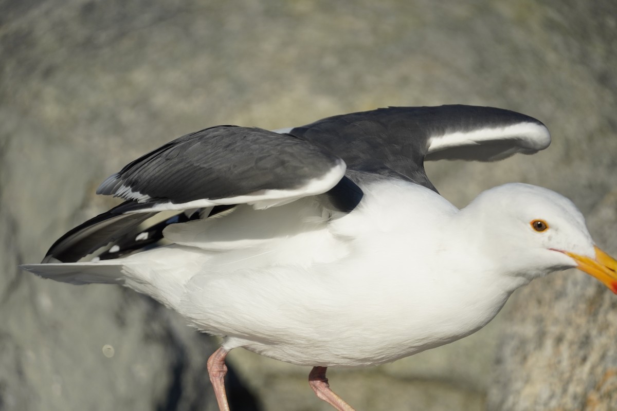 Gaviota Occidental - ML647809952