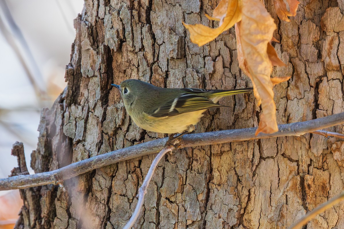 Reyezuelo Rubí - ML647809954