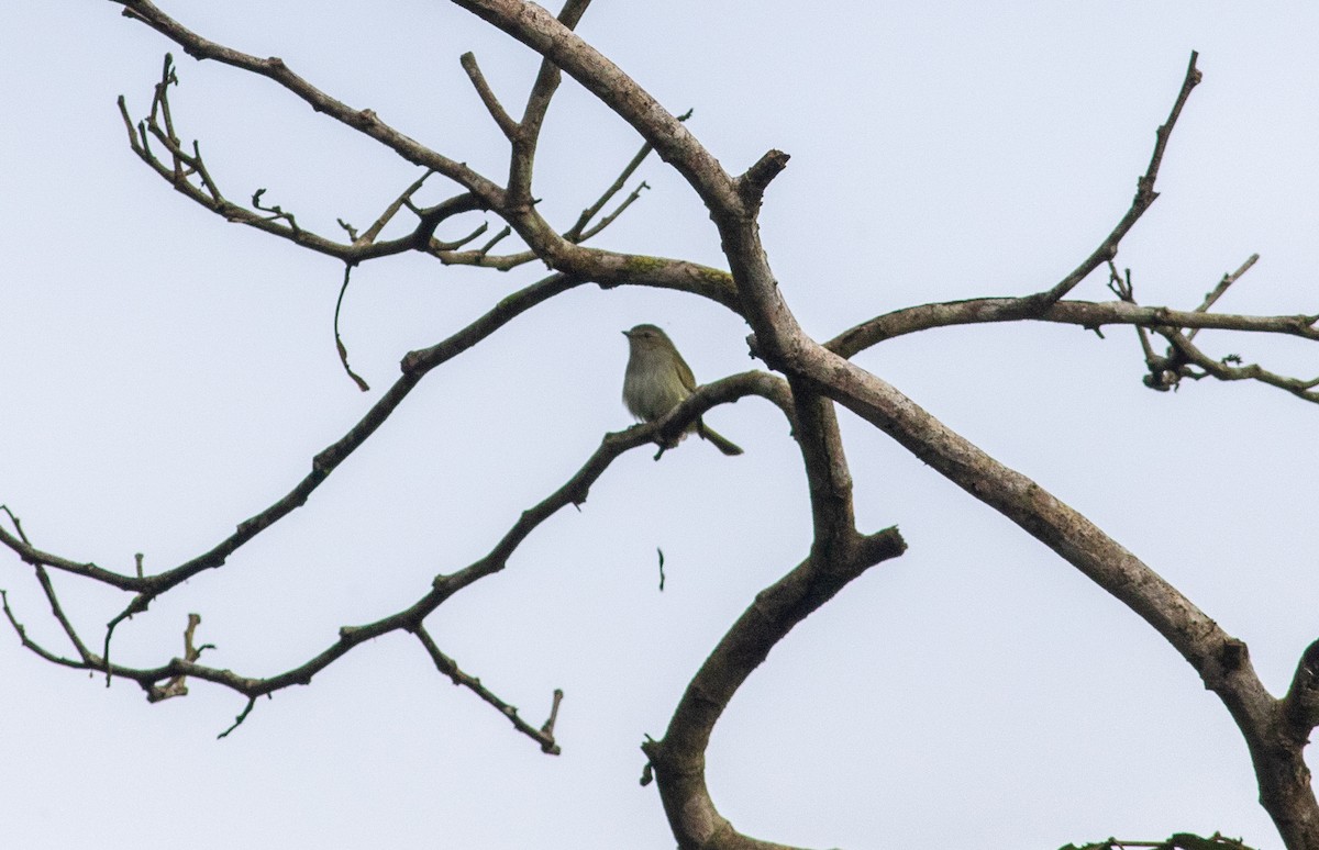 Mosquerito Menor - ML647809955