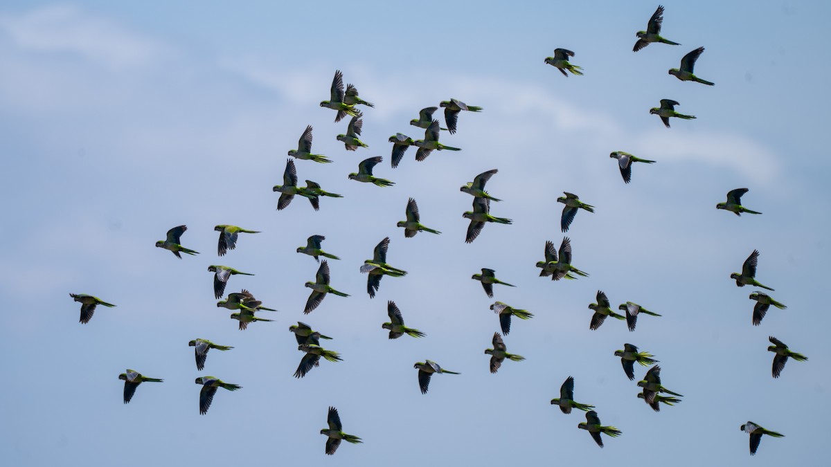 Cotorra Argentina - ML647809956