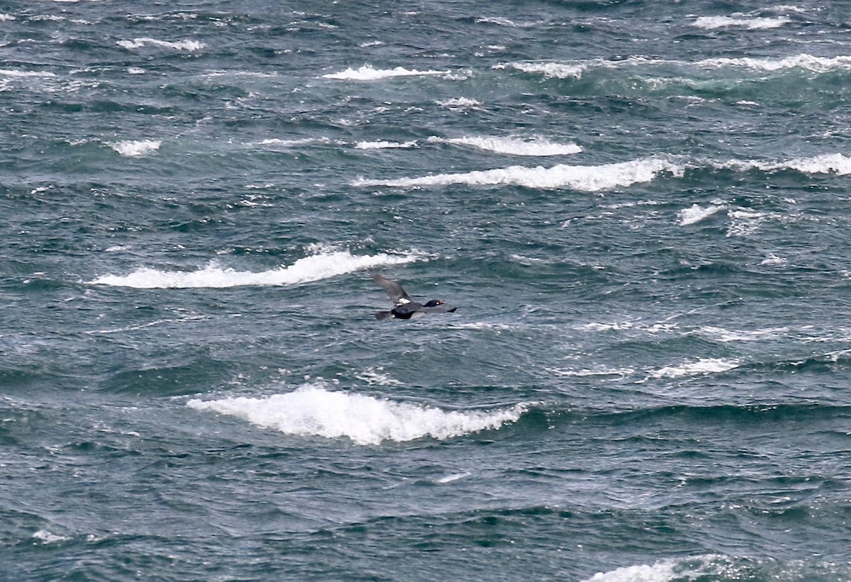 Cormorán Magallánico - ML647809957