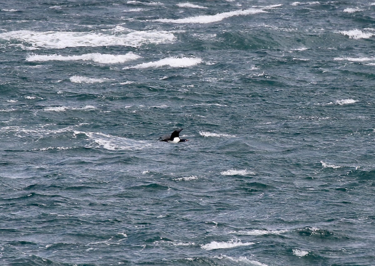 Cormorán Magallánico - ML647809958