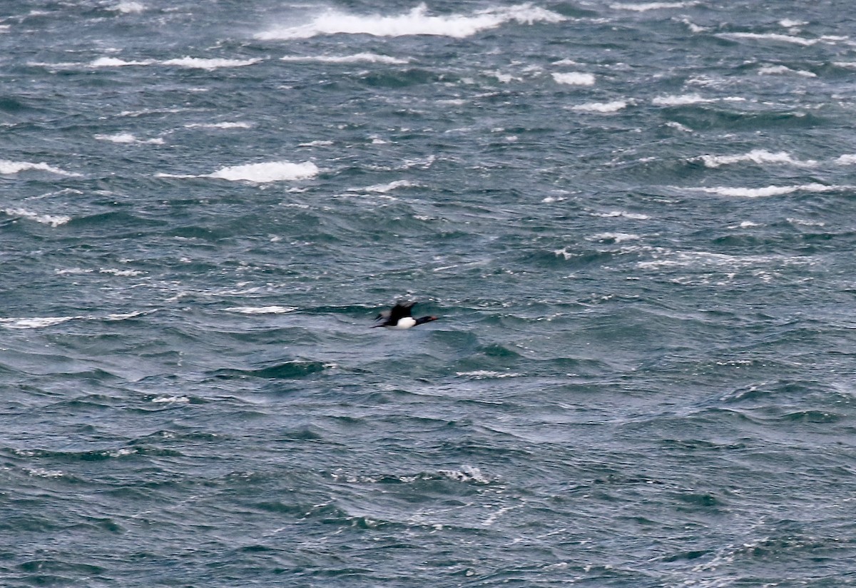 Cormorán Magallánico - ML647809959