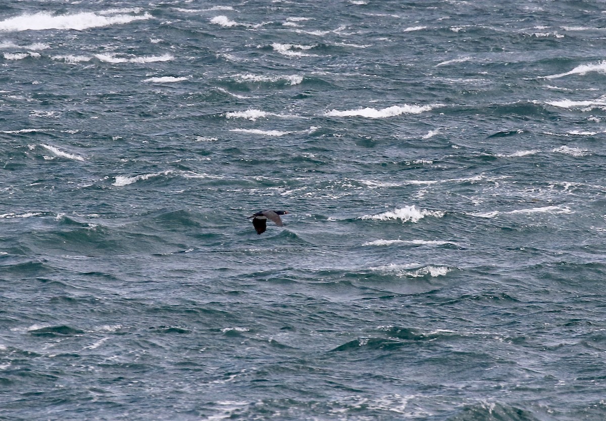 Cormorán Magallánico - ML647809960