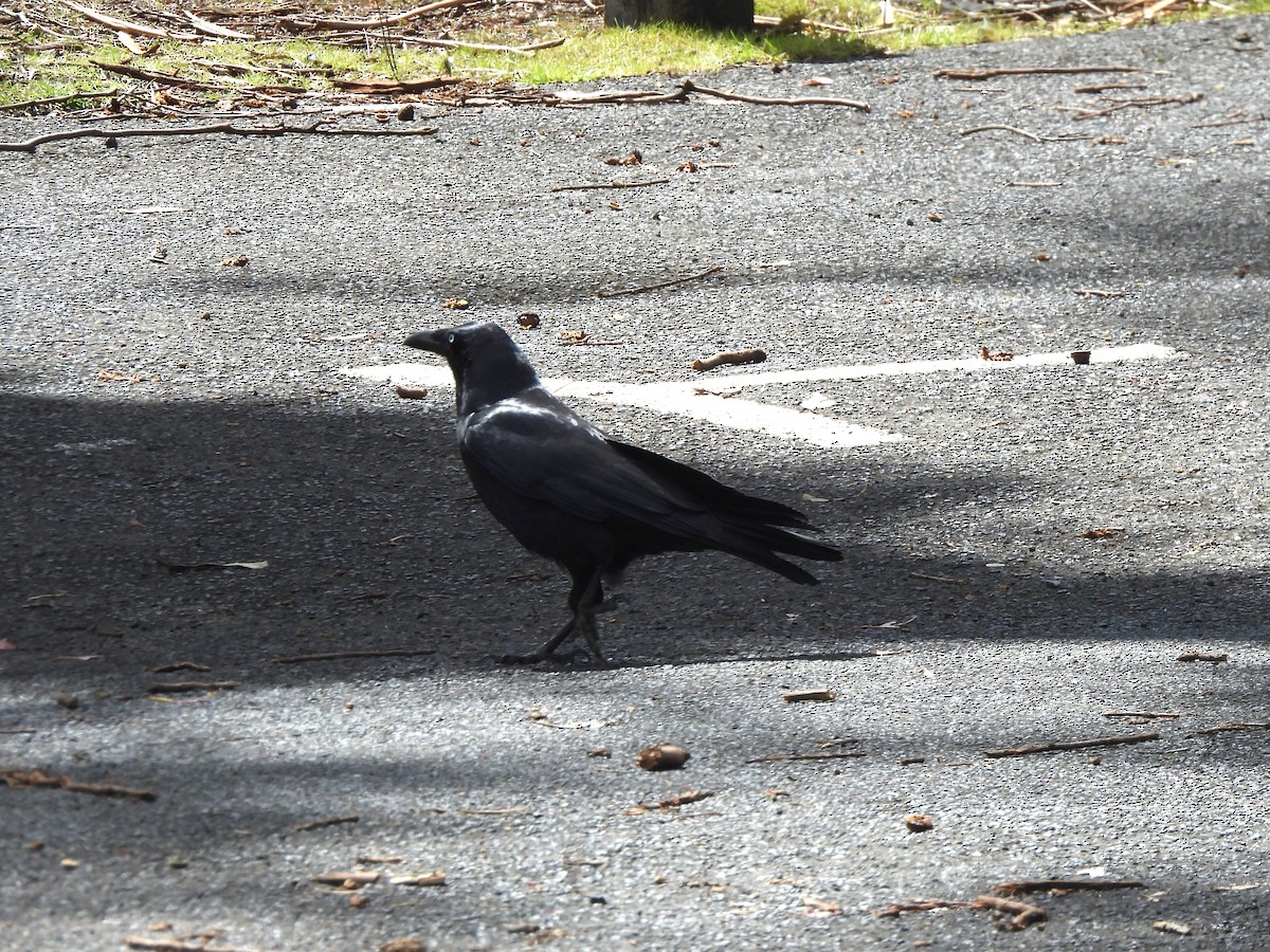 Cuervo de Tasmania - ML647809966