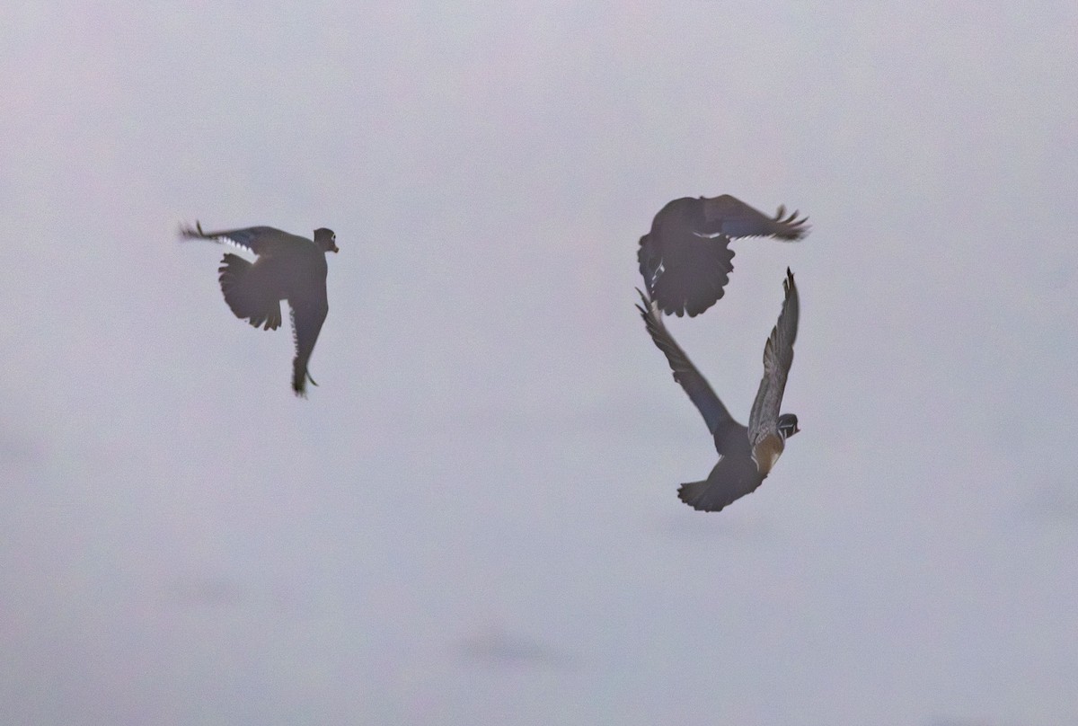 Ahate karolinarra - ML647810051