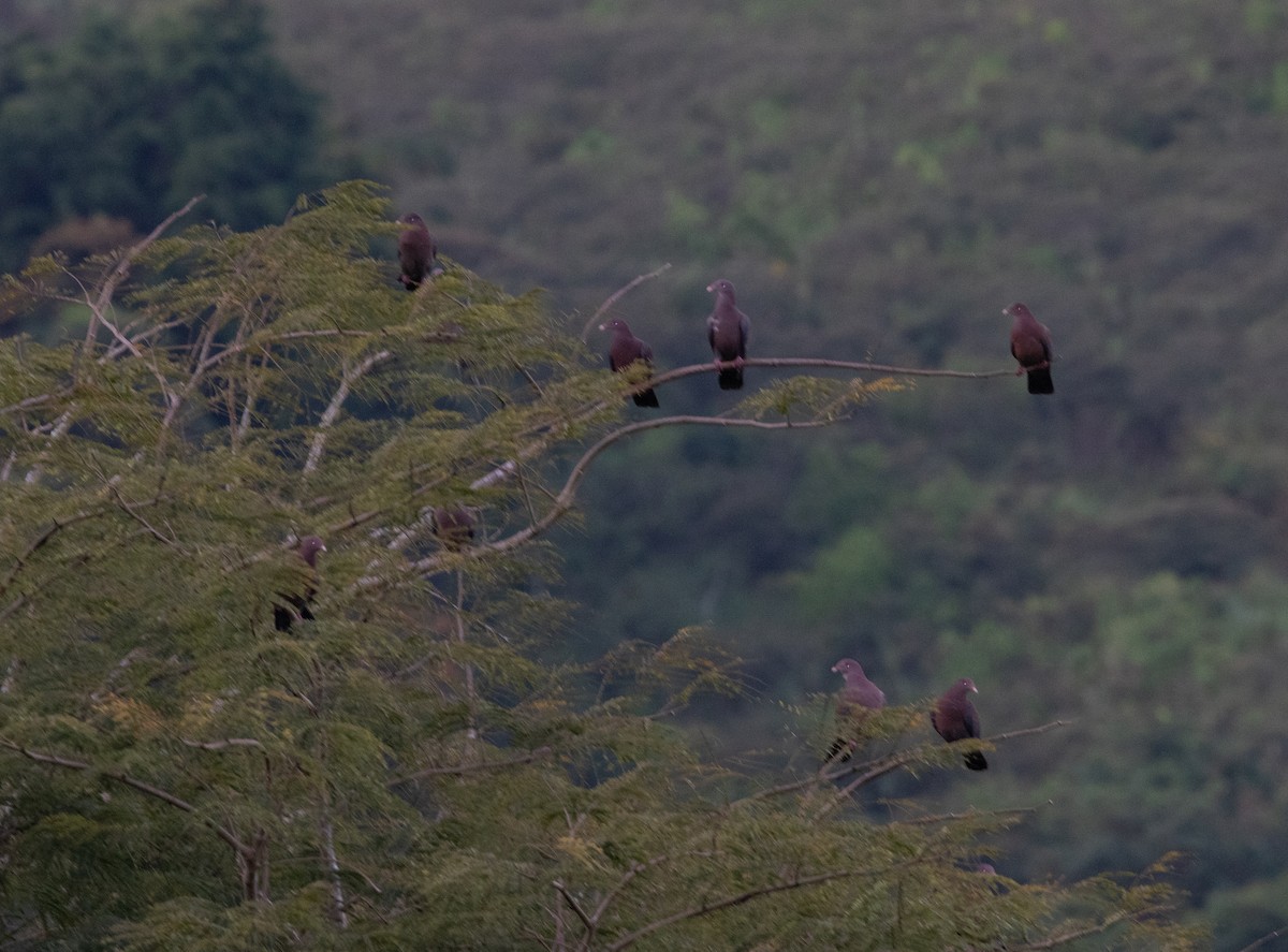 Red-billed Pigeon - ML647810052