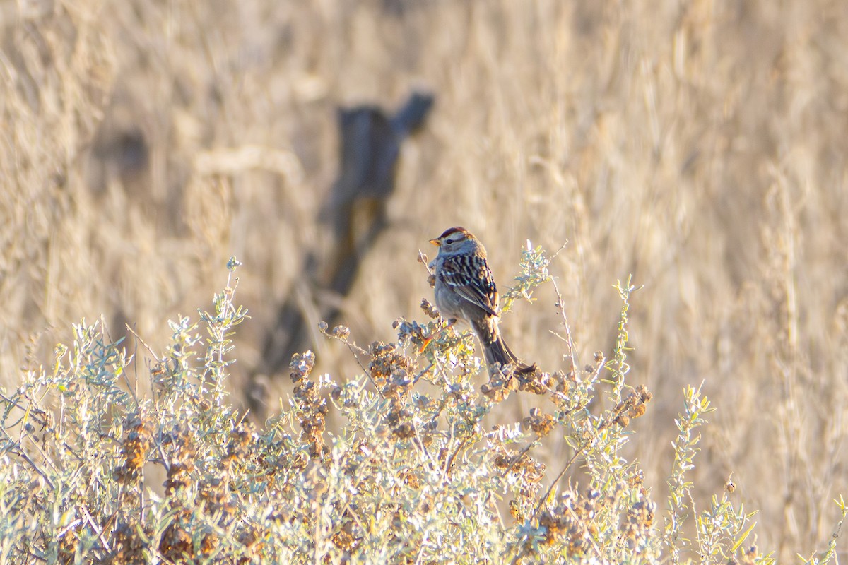 Porsuk Serçesi - ML647810055