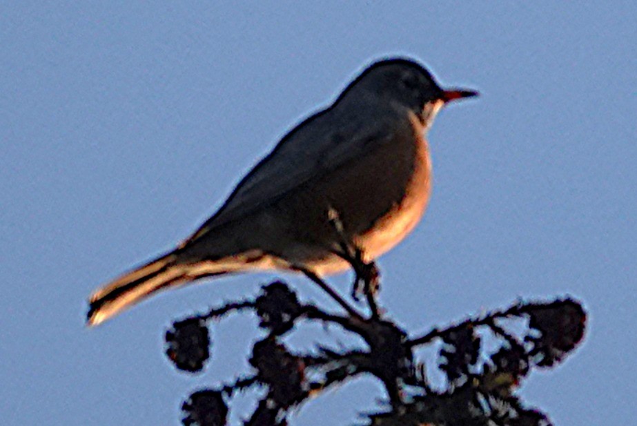 American Robin - ML647810073
