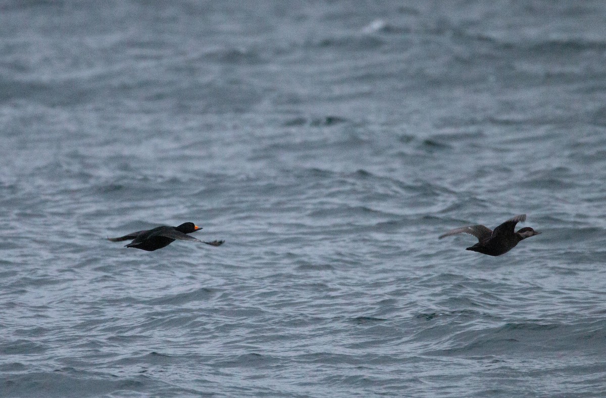 Американская синьга - ML647810102