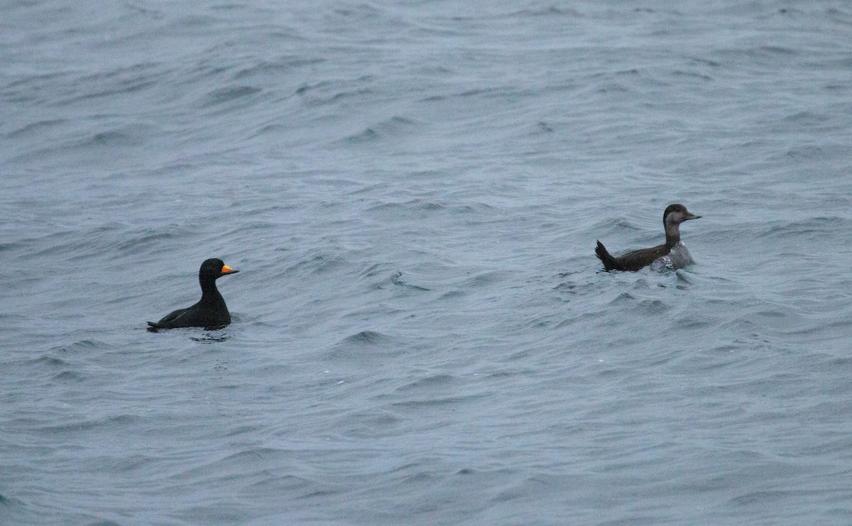 Американская синьга - ML647810103