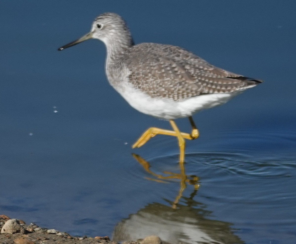 Greater Yellowlegs - ML647810119