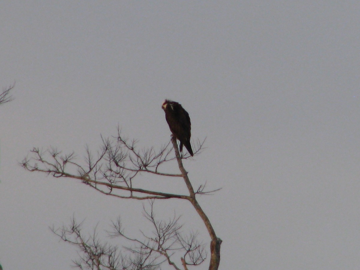 Скопа - ML647810147