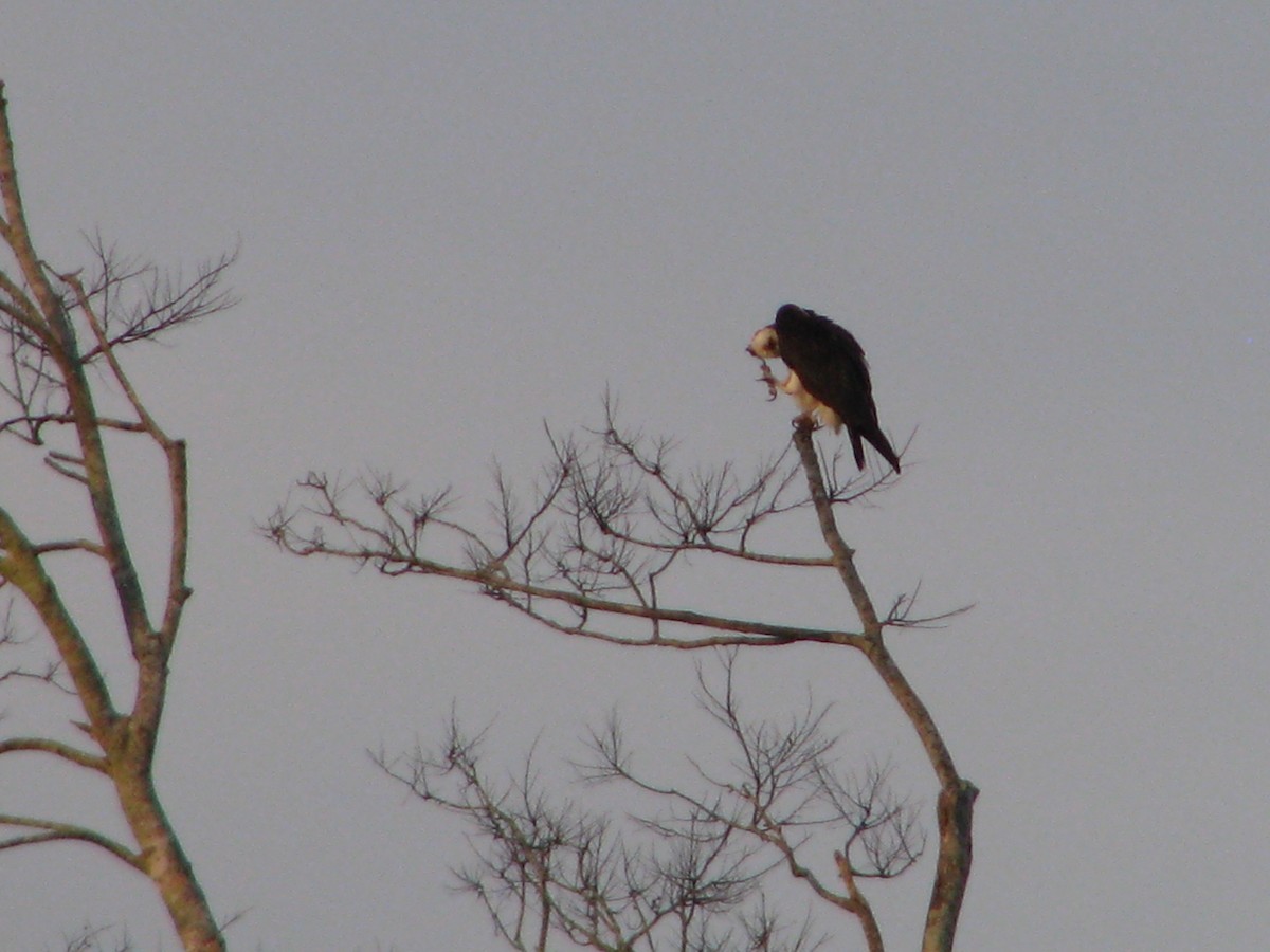 Скопа - ML647810149