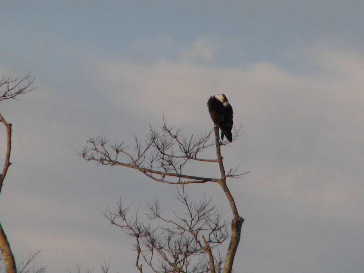 Скопа - ML647810150