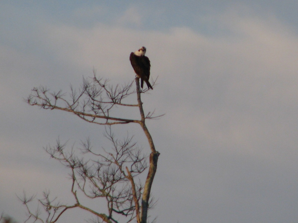 Скопа - ML647810151