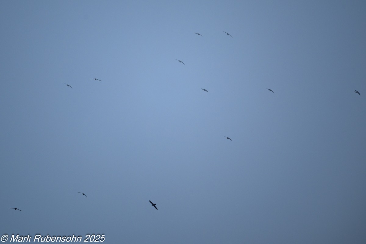 Ошейниковый стриж - ML647810152