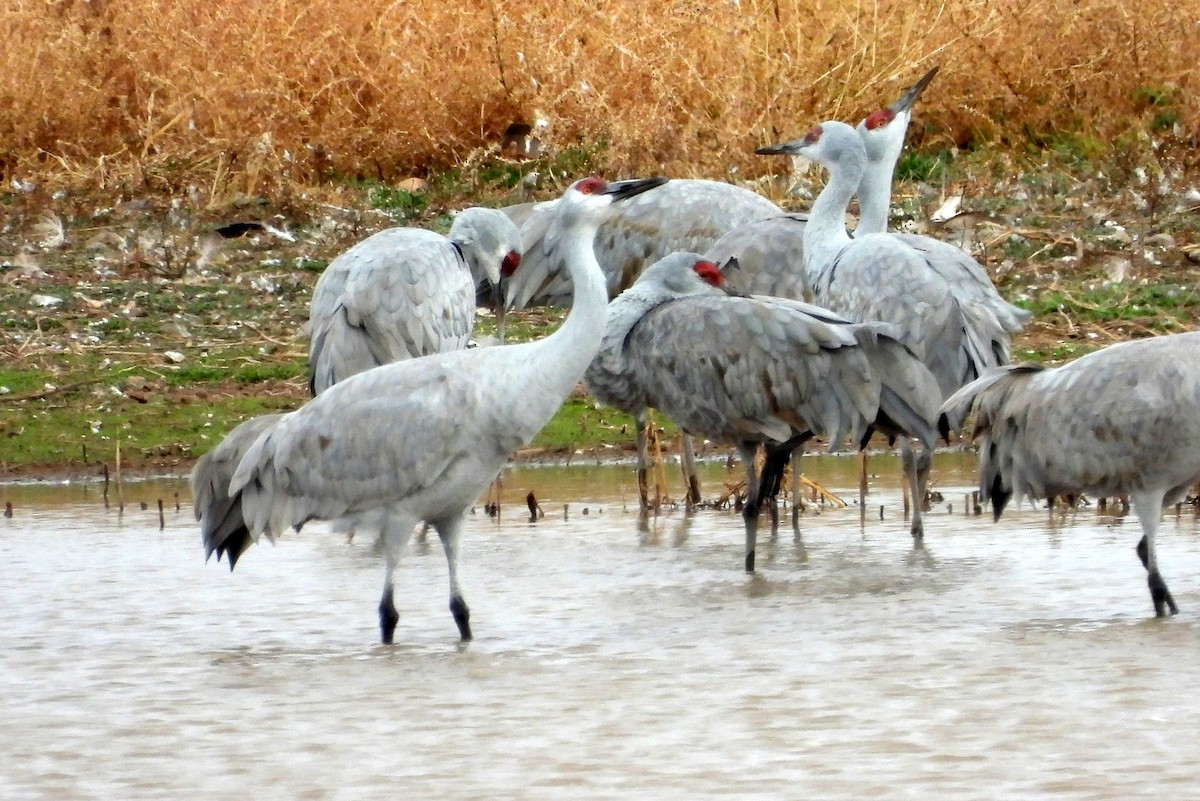 Канадский журавль - ML647810154