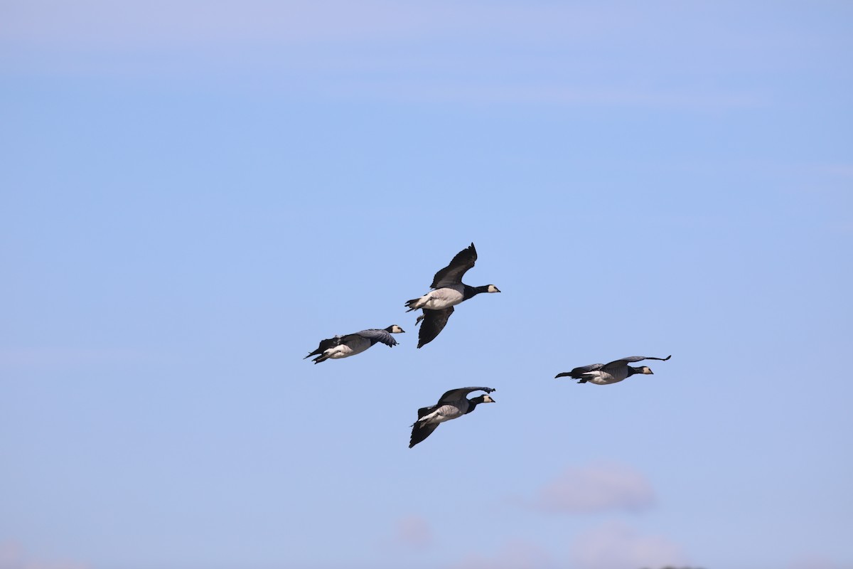 Белощёкая казарка - ML647810157