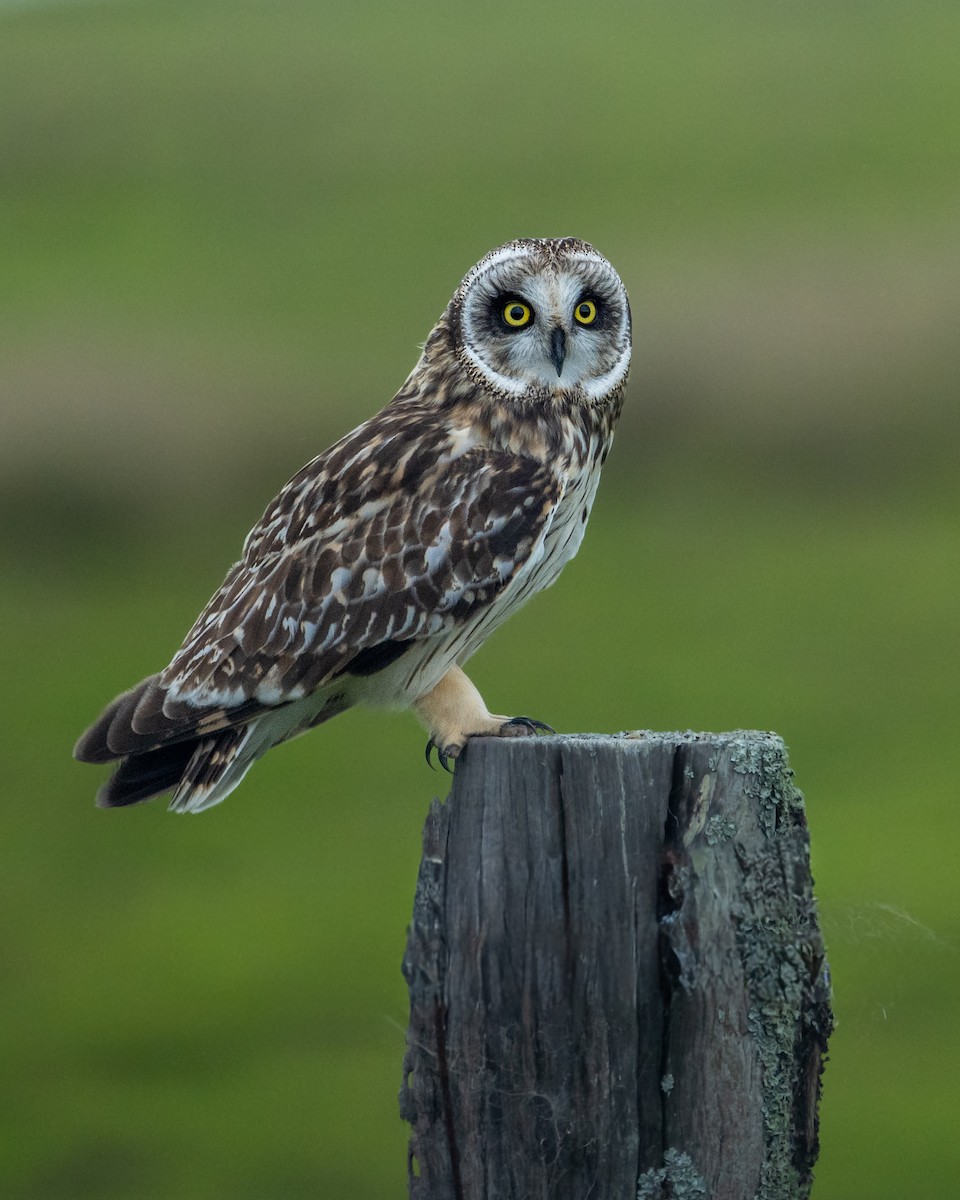 Болотная сова (sandwichensis) - ML647810158