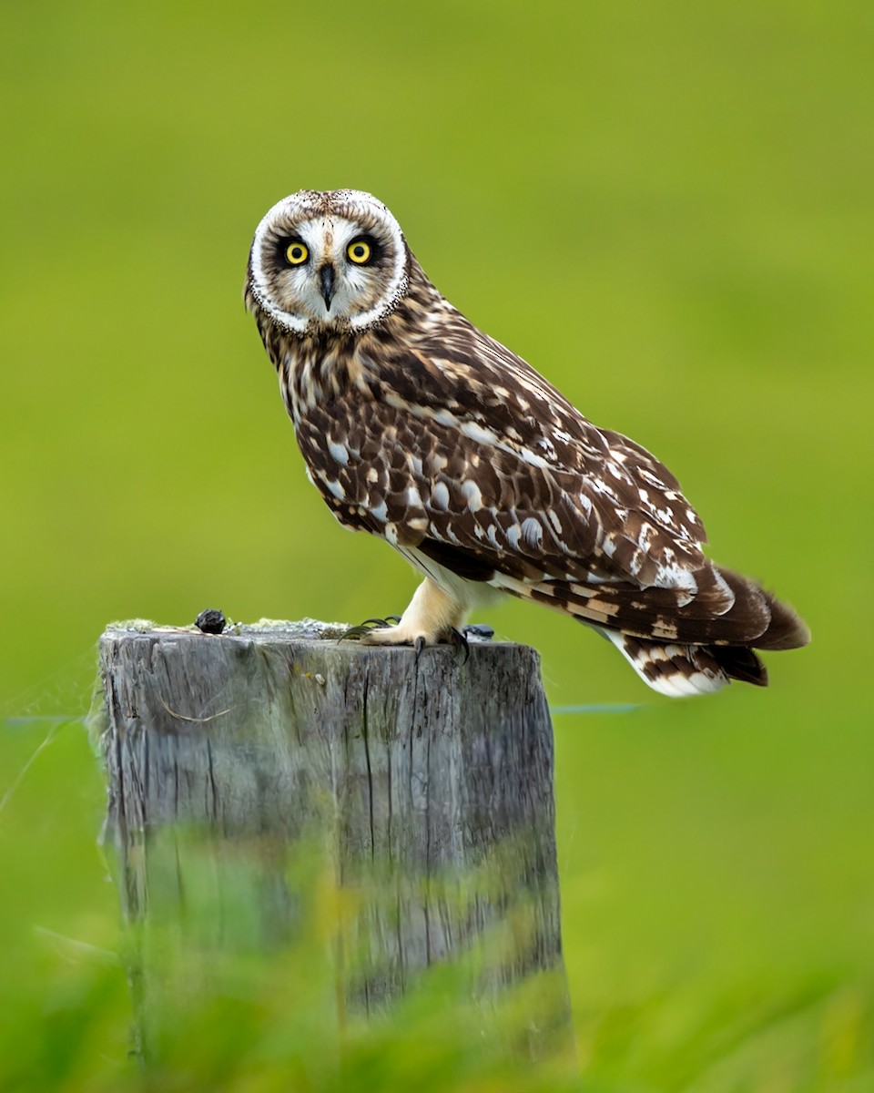 Болотная сова (sandwichensis) - ML647810159