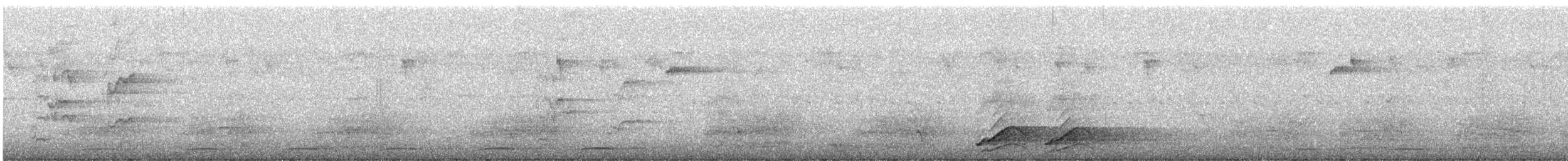 Wonga Pigeon - ML647810161