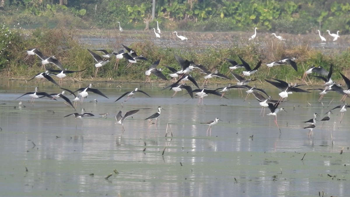 Ходулочник - ML647810164