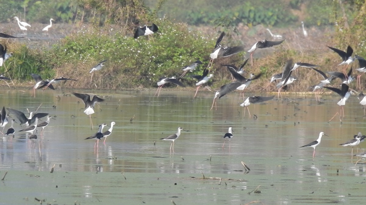 Ходулочник - ML647810165