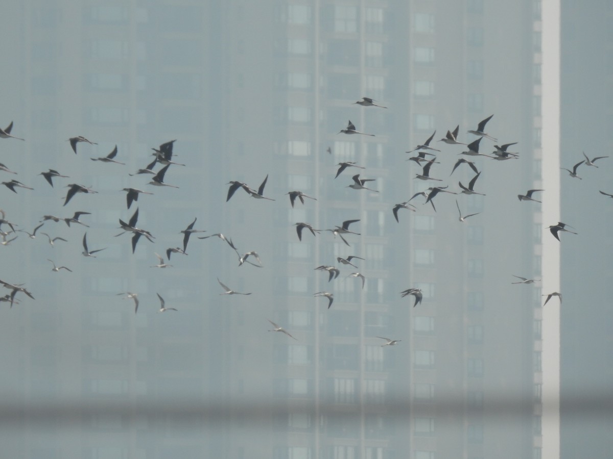 Ходулочник - ML647810166