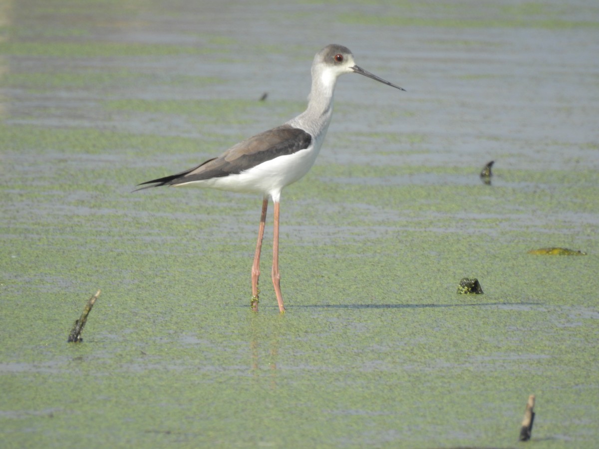 Ходулочник - ML647810167