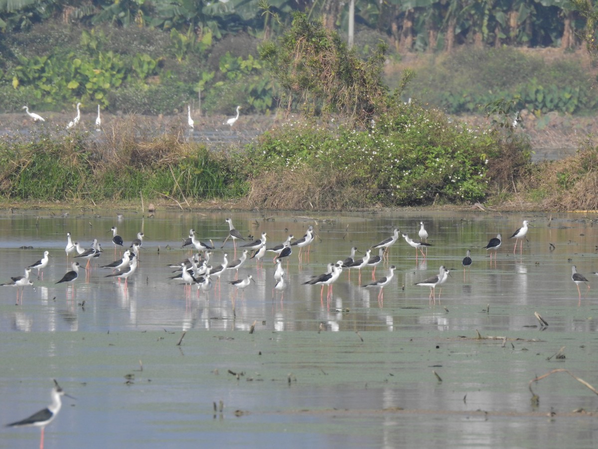 Ходулочник - ML647810168