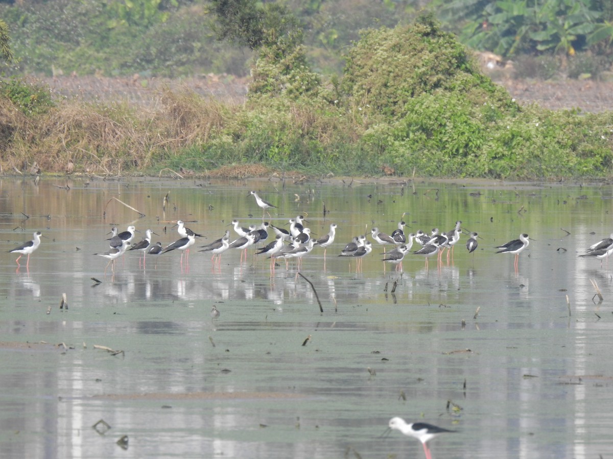 Ходулочник - ML647810169