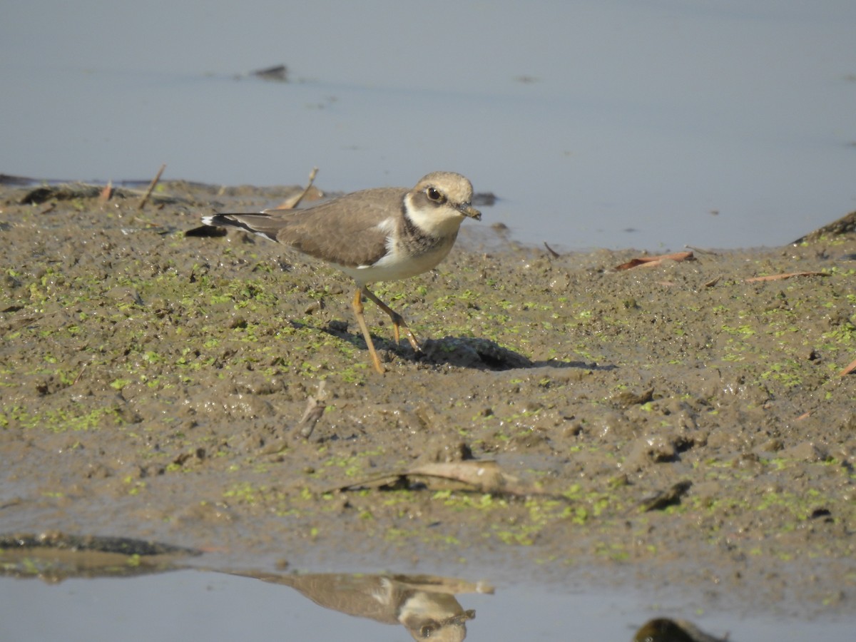 Малый зуёк - ML647810174