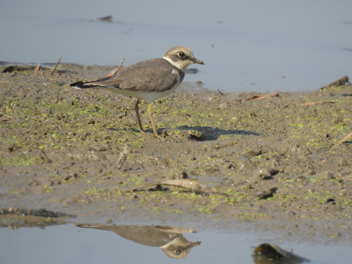 Малый зуёк - ML647810175