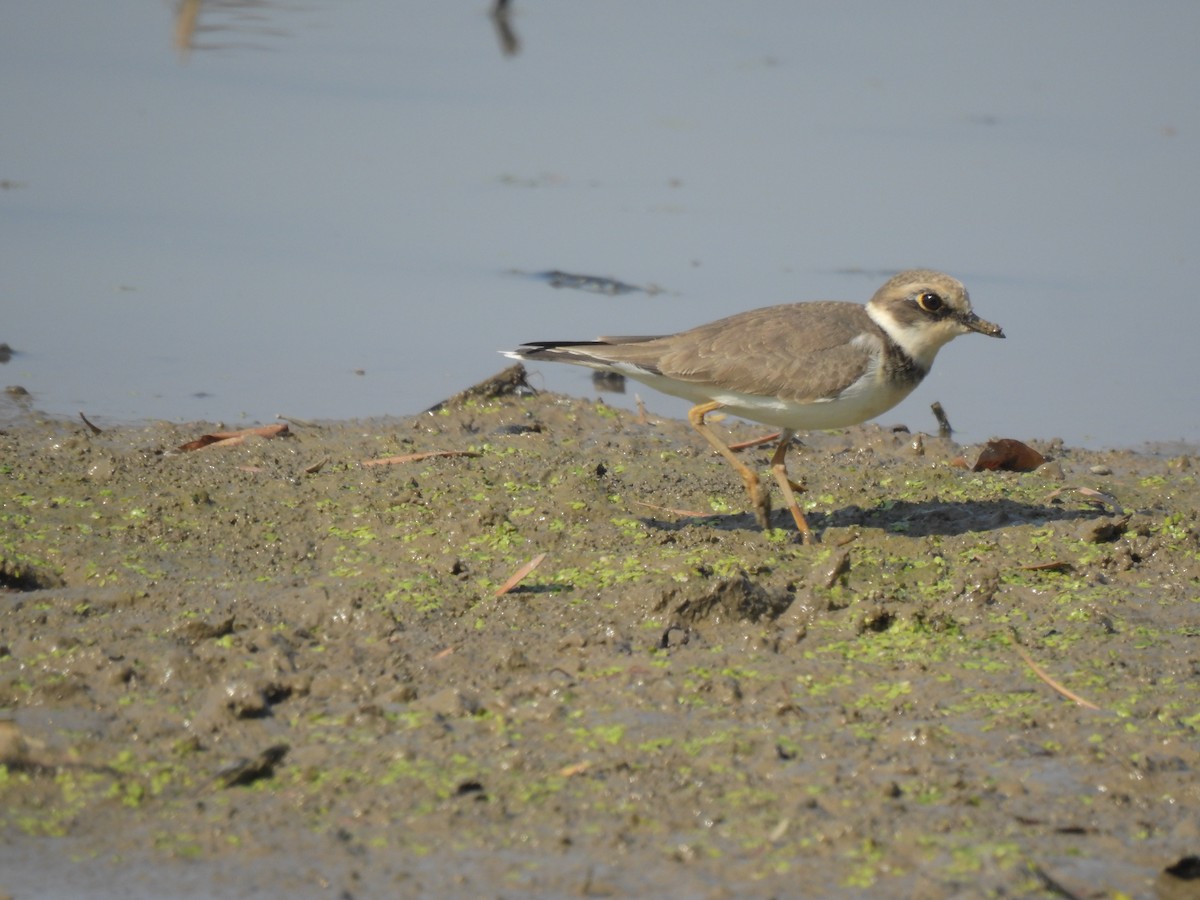 Малый зуёк - ML647810176