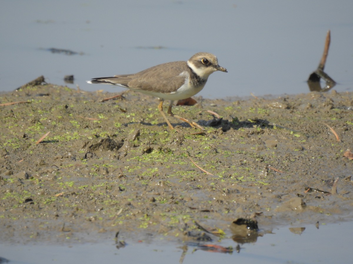 Малый зуёк - ML647810177