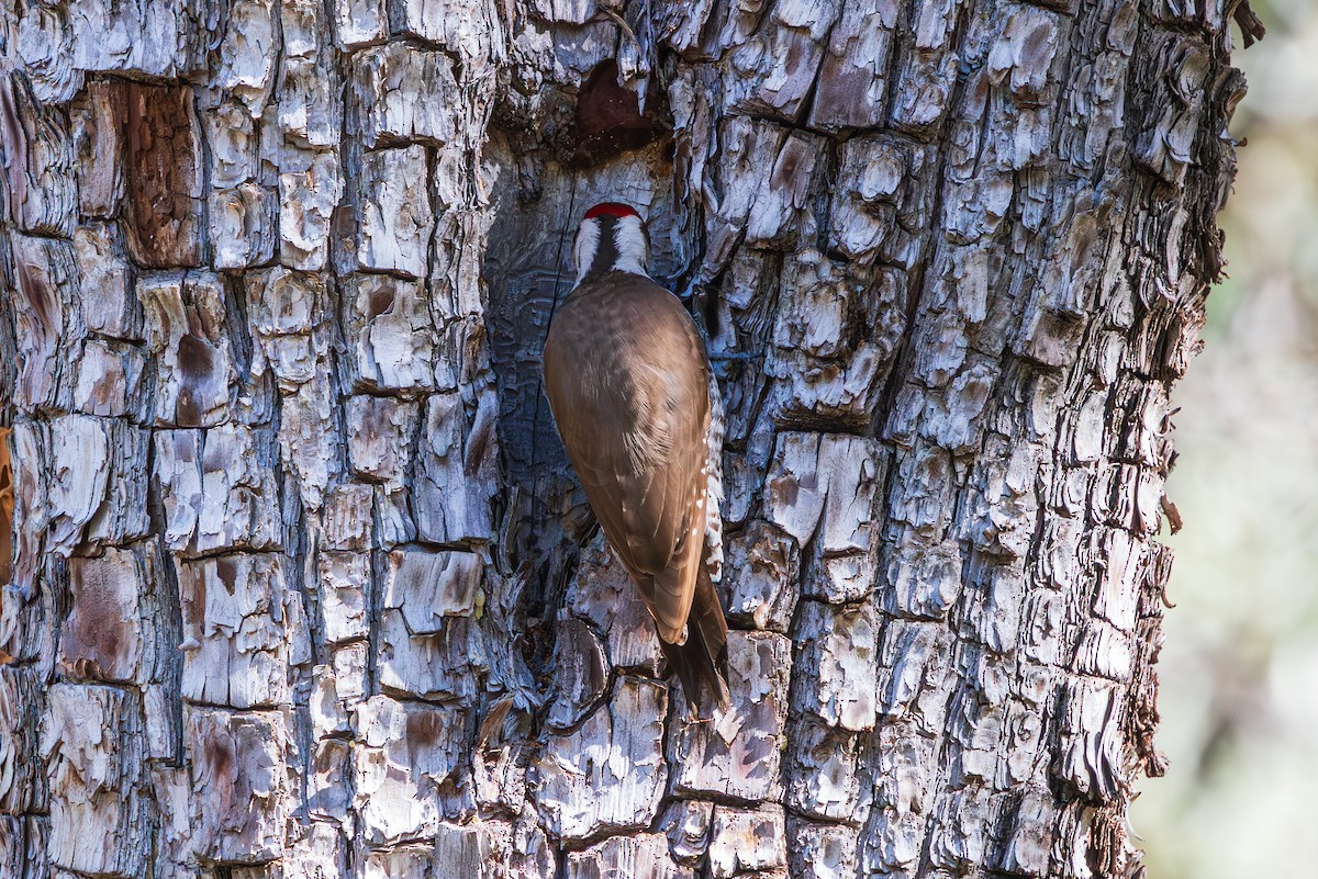 Аризонский дятел - ML647810178