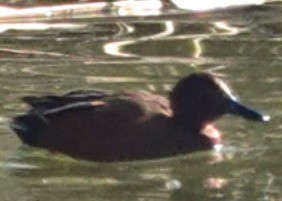 Коричневый чирок - ML647810179