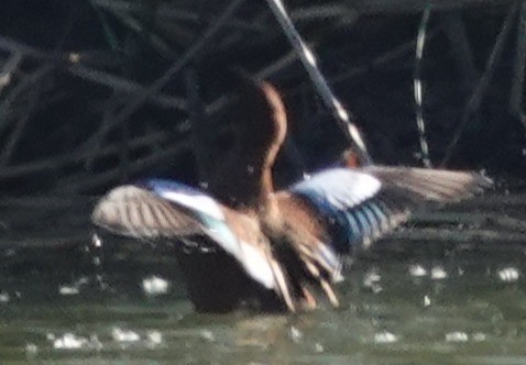 Коричневый чирок - ML647810180