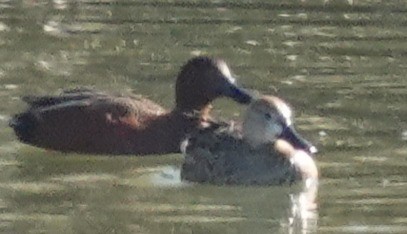 Коричневый чирок - ML647810181