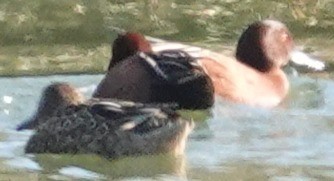 Коричневый чирок - ML647810182