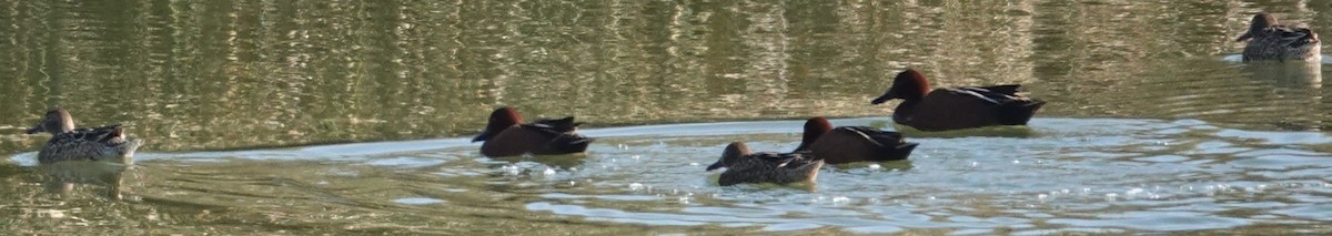 Коричневый чирок - ML647810183