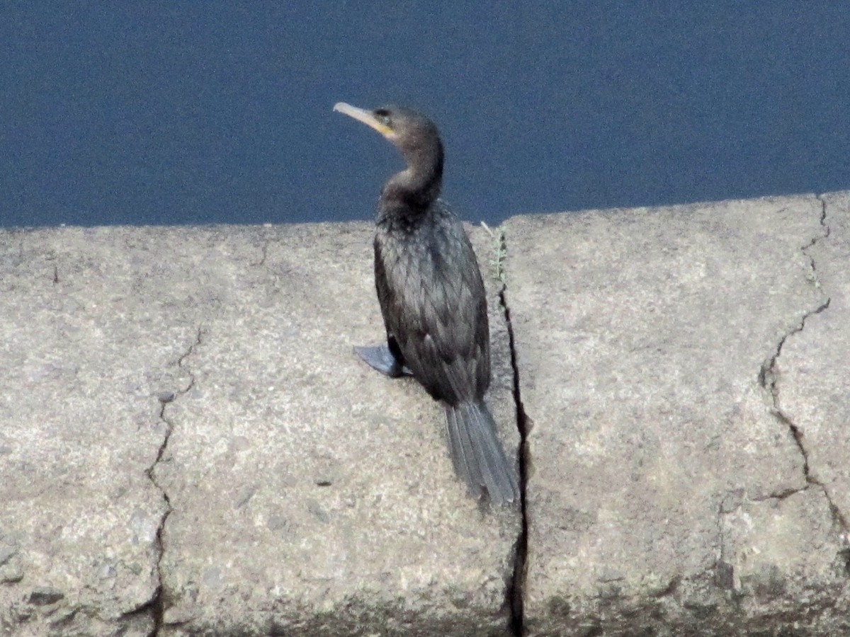 Неотропический баклан - ML647810188