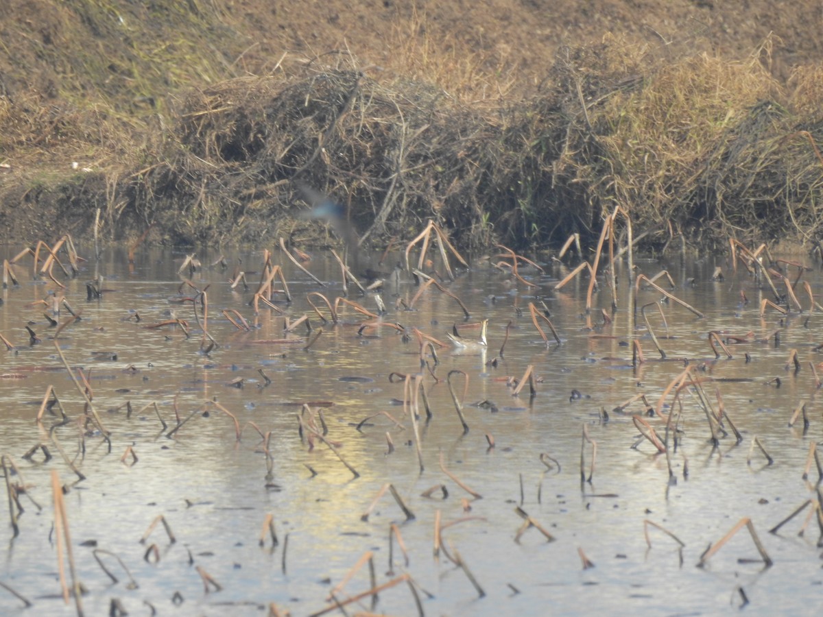 Фазанохвостая якана - ML647810190