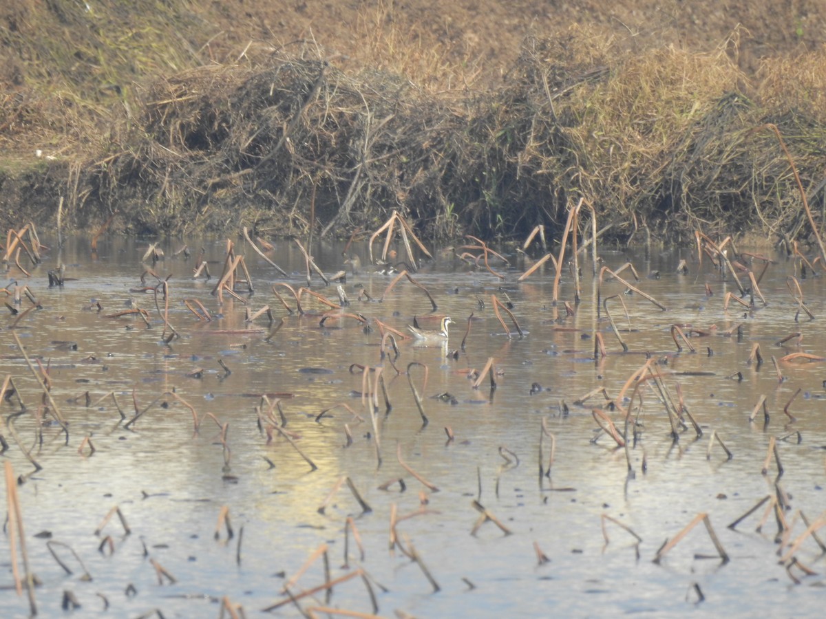 Фазанохвостая якана - ML647810191