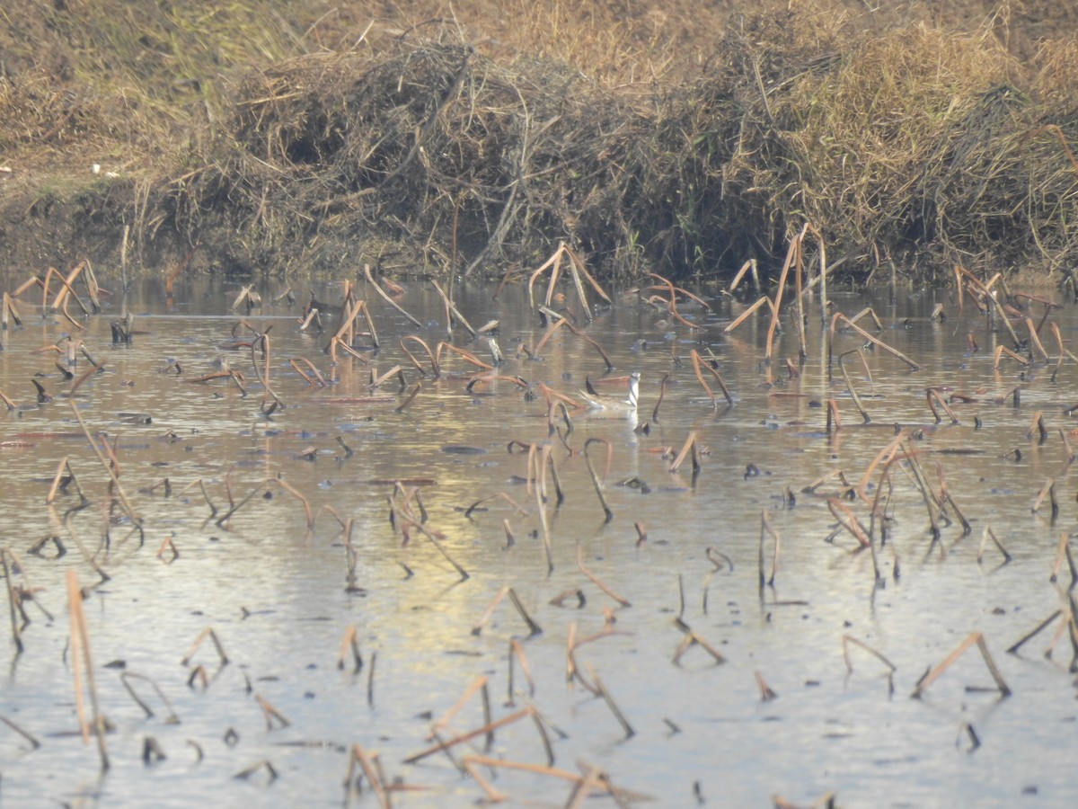 Фазанохвостая якана - ML647810192