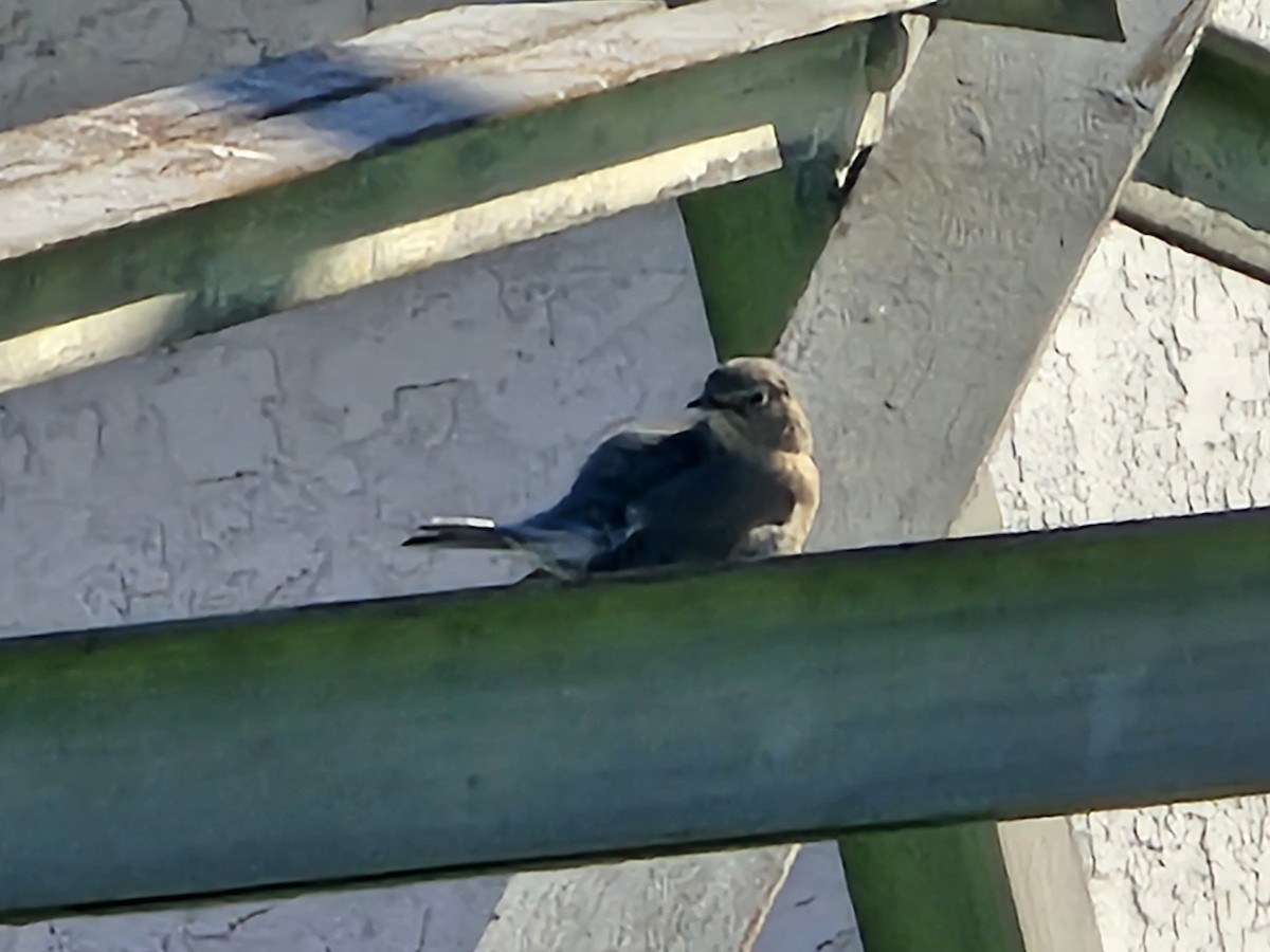 Голубая сиалия - ML647810194