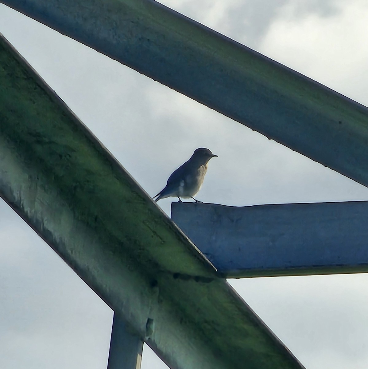 Голубая сиалия - ML647810195